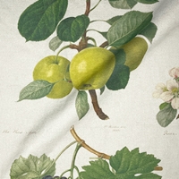 RHS Collection - William Hooker Design: Fruit