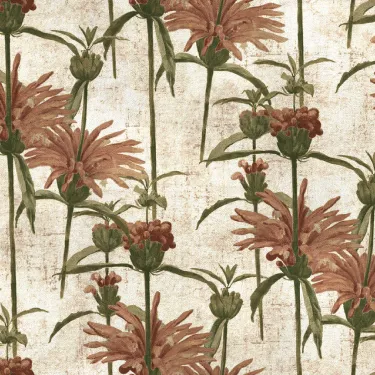 RHS Botanicals on Velvet - Henry Moon Lion's Tail: Blush