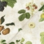 Exclusive Fabric RHS Collection on Velvet - William Hooker Design: Fruit
