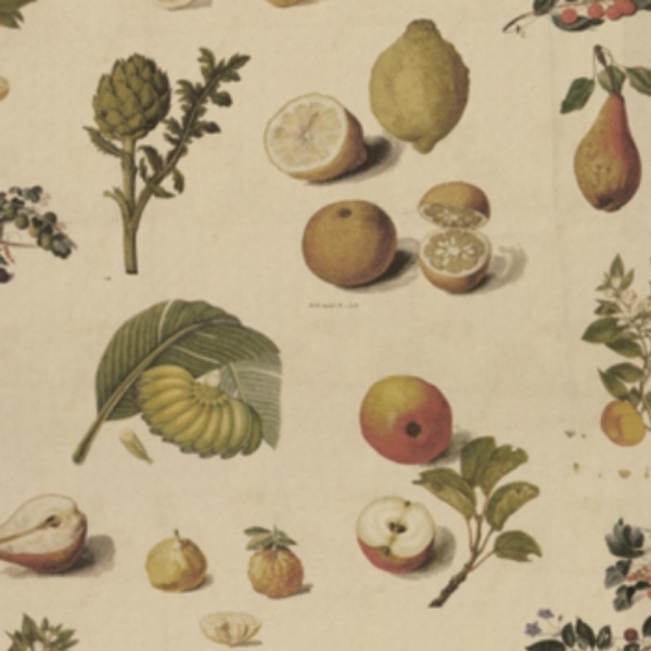 V&A Drawn From Nature - All Over Botanical Collage: Market Garden