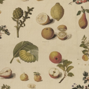 Spill Resistant V&A All Over Botanical Collage: Market Garden