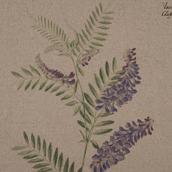 RHS Collection - Lydia Penrose Design: Flowers Linen