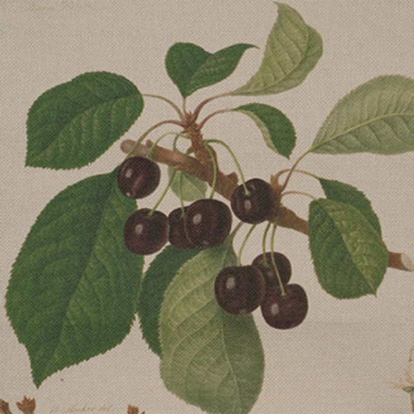 Spill Resistant RHS William Hooker Design: Fruit