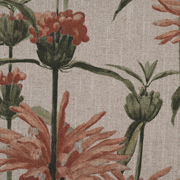 RHS Botanicals - Henry Moon Lions Tail: Terracotta