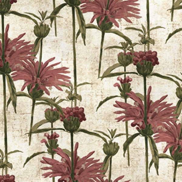RHS Botanicals on Velvet - Henry Moon Lion's Tail: Rose