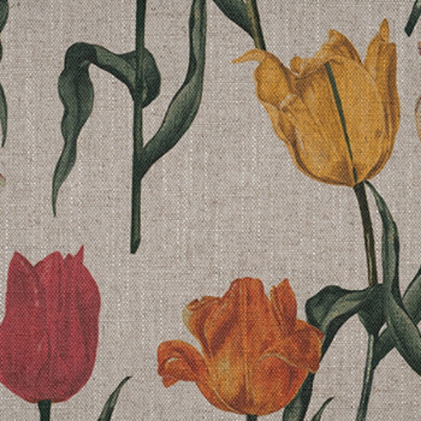 Spill Resistant RHS Pieter van Kouwenhoorn Tulips: Natural