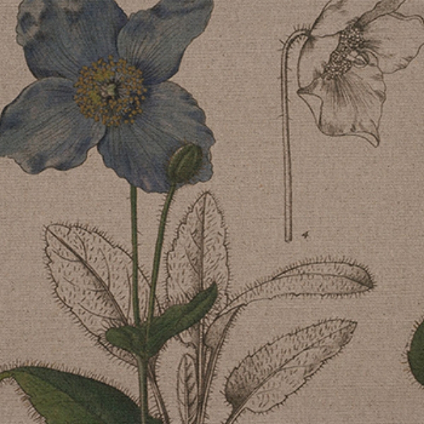 RHS Collection - Lilian Snelling Design: Bulbs Linen