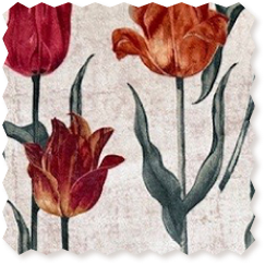RHS Botanicals Pieter van Kouwenhoorn Tulips