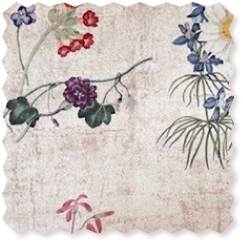 RHS Collection Caroline Maria Applebee