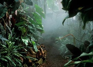 the living rainforest Hungerford