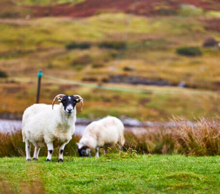 Isle of Harris Sheep